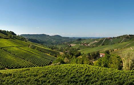 Winery Tour in Cantine "D'Amico"