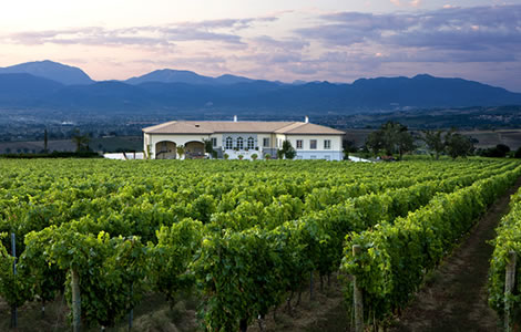 Winery Experience Falesco