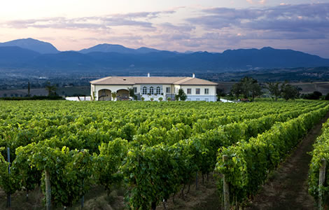 Le Cantine "Falesco"